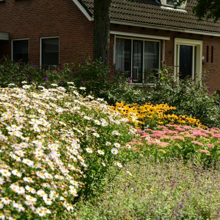 Kleurrijke vlindertuin